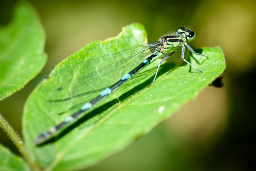 Naturecopter