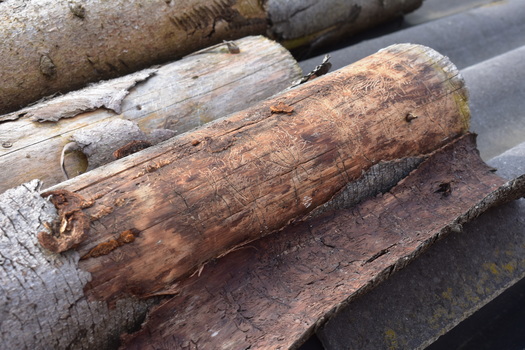 Holzstapel