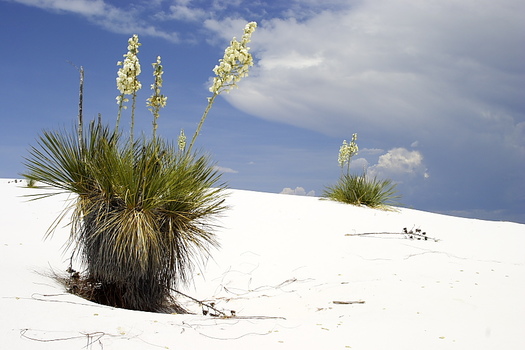 White Sands