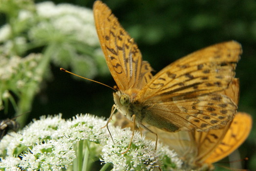 Schmetterling