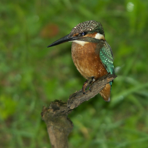 eisvogel 2