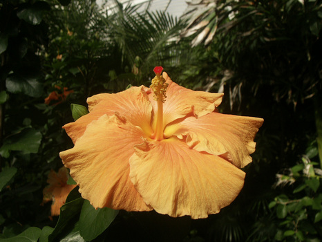 Riesenblüte