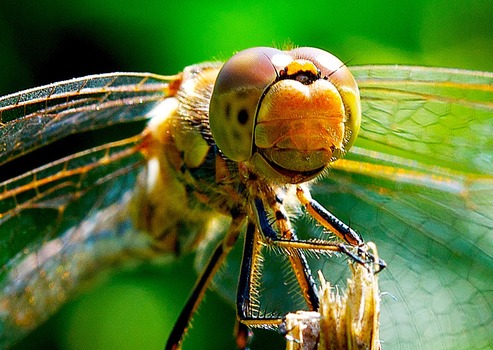 freundliche Libelle