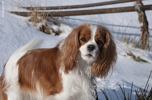 Unser Hund beim Winterspaziergang