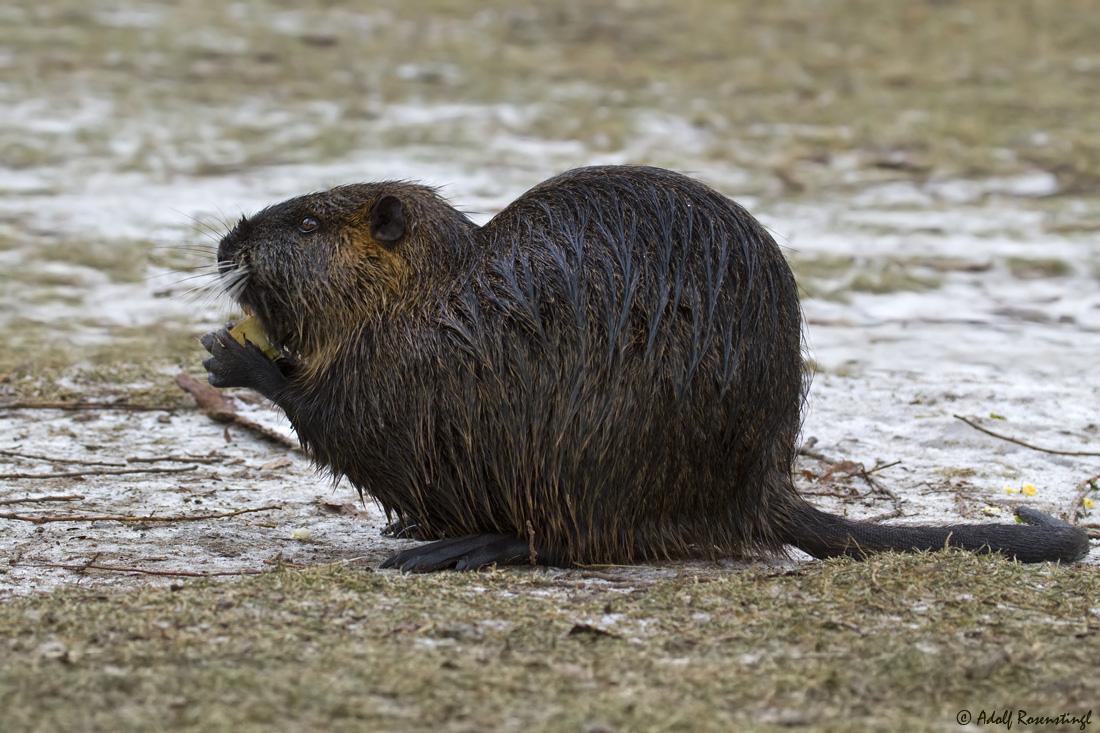 Nutria - Biberratte (Myocastor coypus)