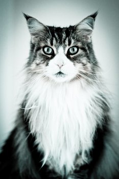 Katze-1
