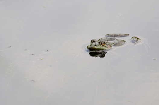 Teichfrosch