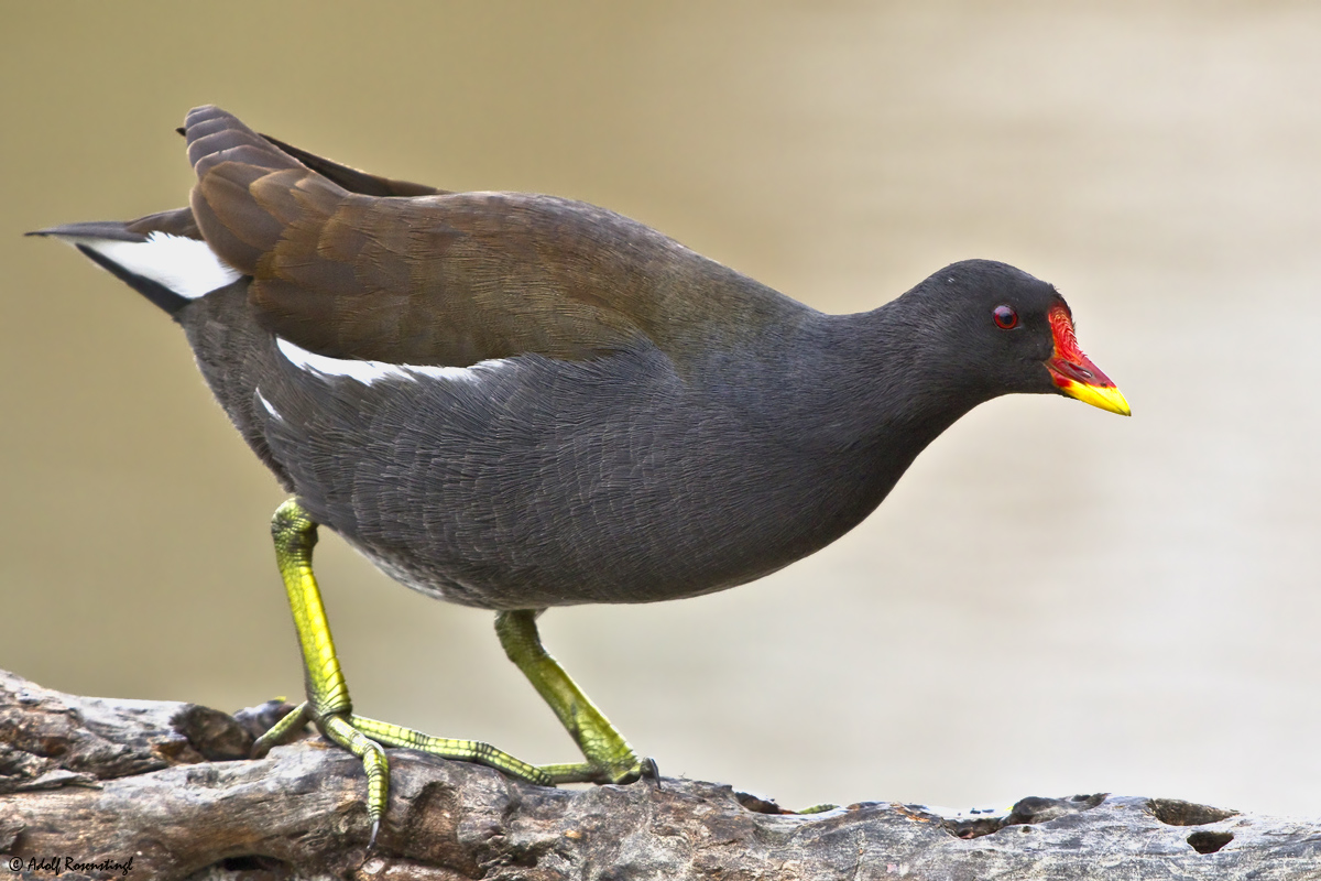 Teichralle (Gallinula chloropus)