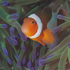 Western Clownfisch (Amphiprion ocellaris)