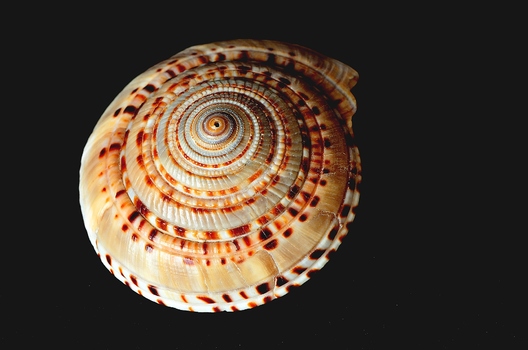 Architectonica maxima