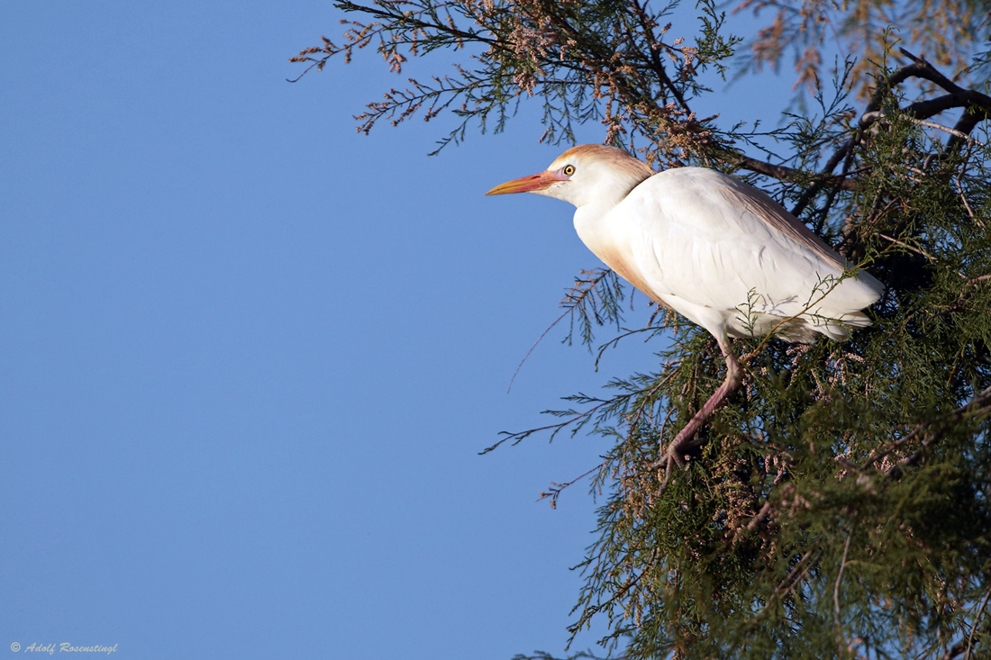 Kuhreiher (Bubulcus ibis)