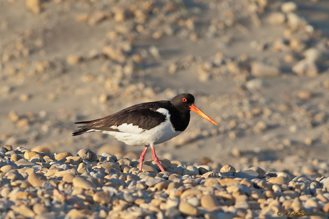 Austernfischer (Haematopus ostralegus)