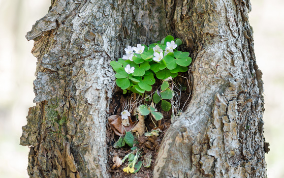 Neues Leben in altem Baum