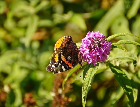 Admiral
