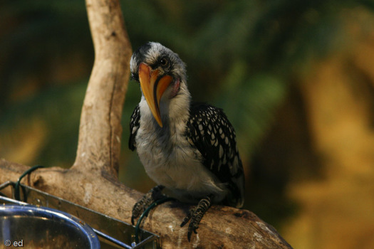 Tropischer Vogel