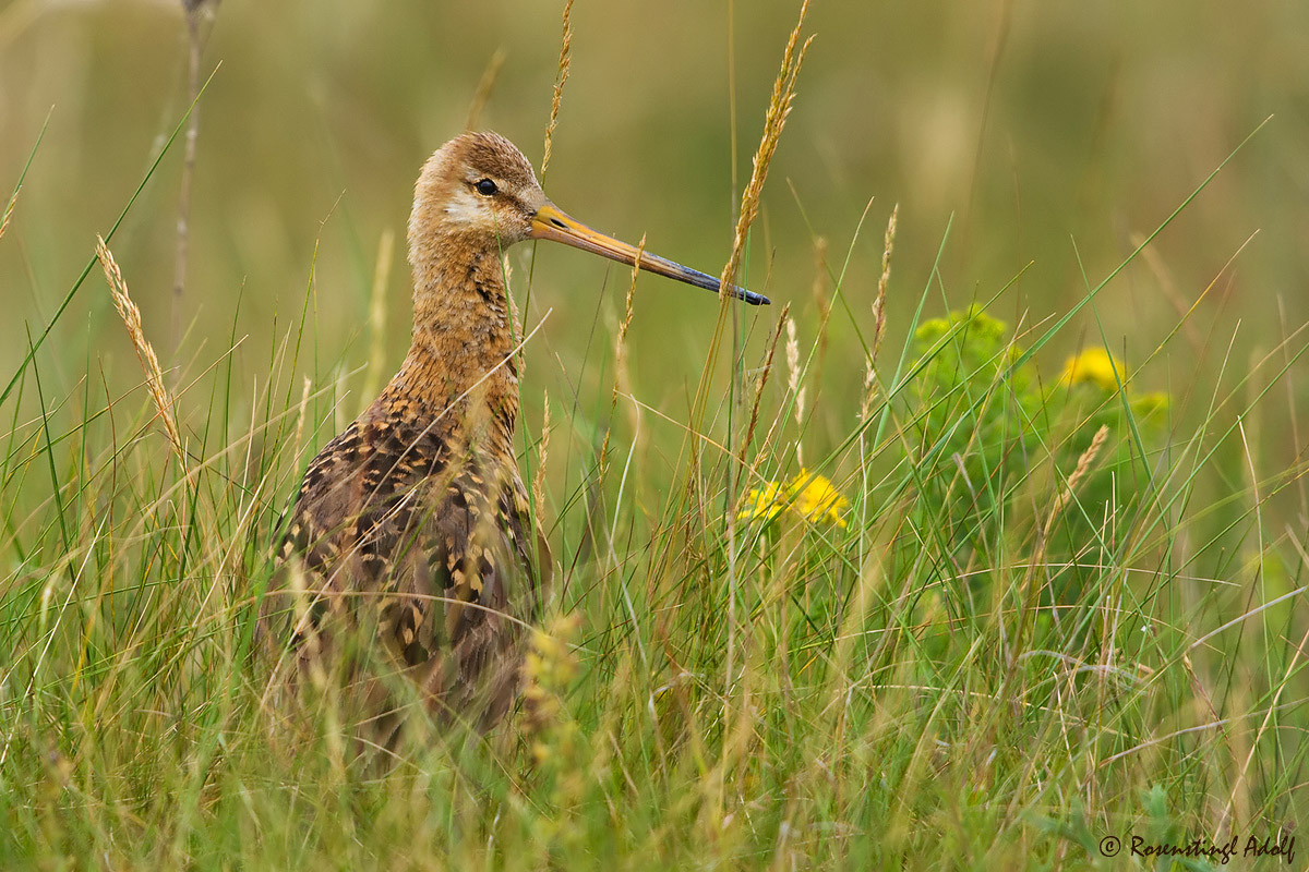 Uferschnepfe (Limosa limosa)