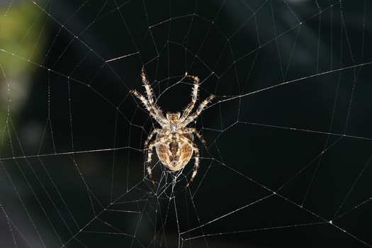 Arachnophobia?