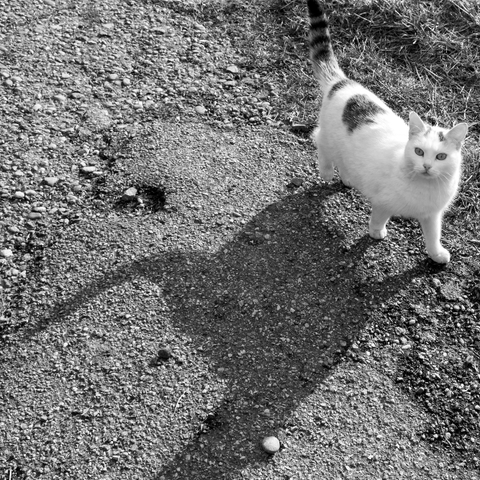 Kleine Katze - großer Schatten