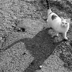 Kleine Katze - großer Schatten