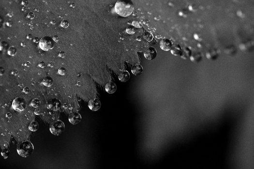 Water Droplets.