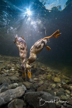 Stockenten unter Wasser