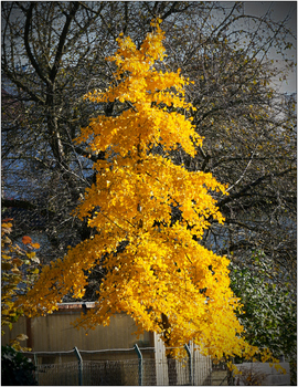 Ginkgo im Herbst