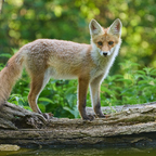 Junger Fuchs