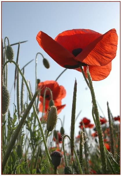 Einfach nur Mohn...II