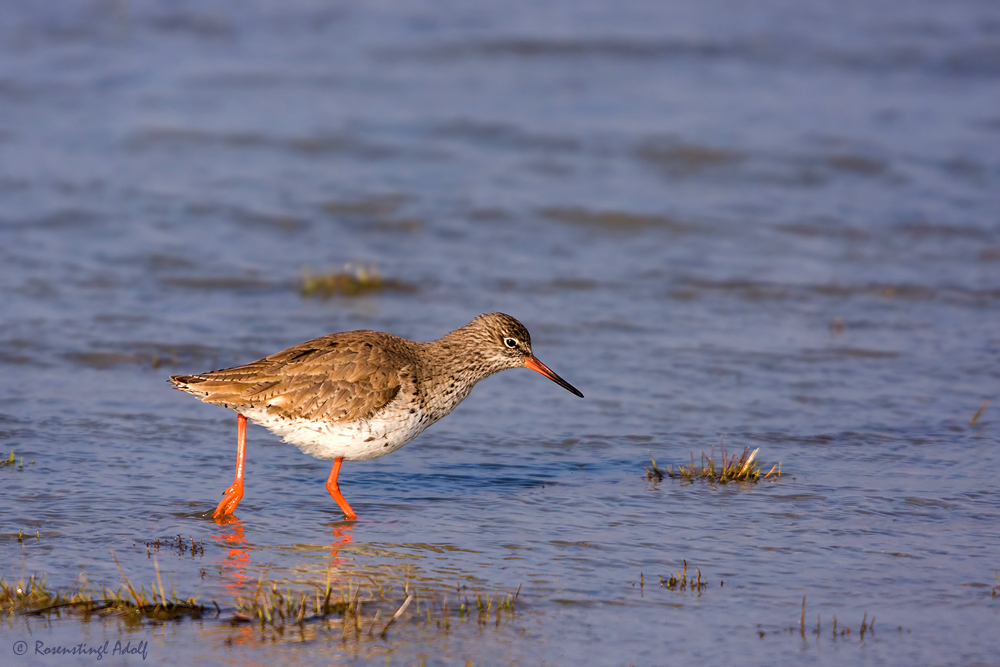 Rotschenkel (Tringa totanus)