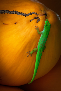 Gecko auf der Kokosnuss - Phelsuma sundbergi