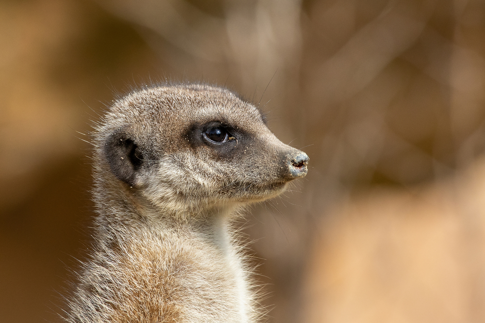 Erdmännchen im Zoo Ljubjana