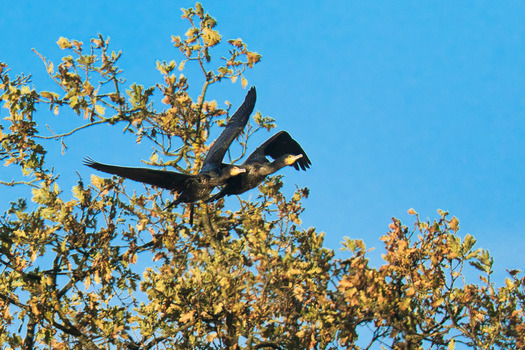 Kormorane im Flug
