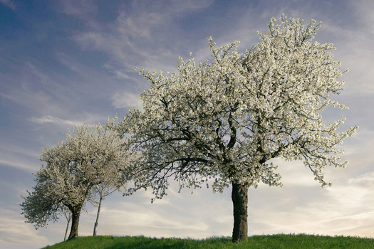 Liebesfrühling