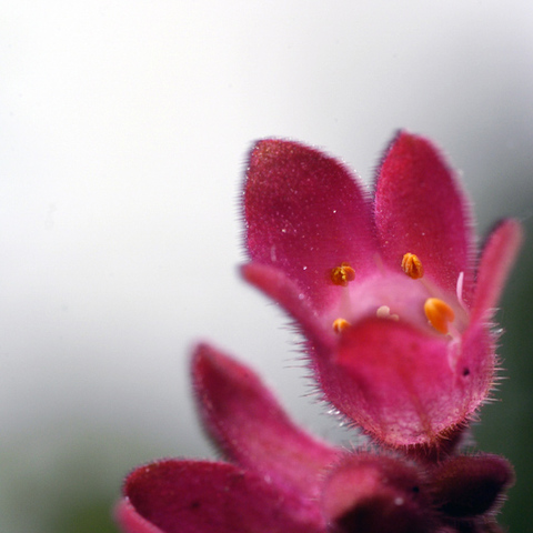 Unter der Blume