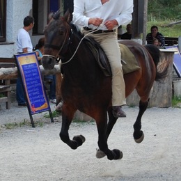 Fliegendes Pferd