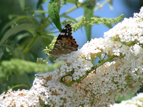 Schmetterling