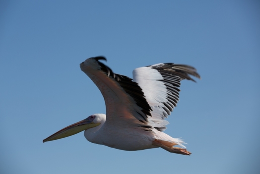 Flug des Pelikans