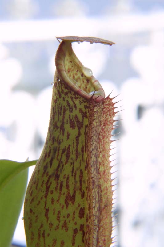 Nepenthes
