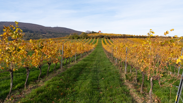 Herbst im Weingarten