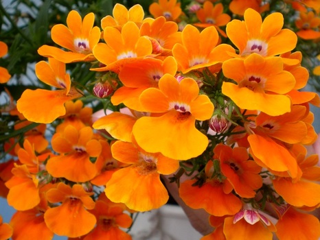 Orange Blüten