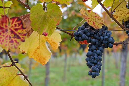 Wein