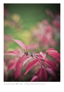 Colorful Autumn