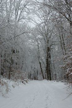 Schritte im Schnee