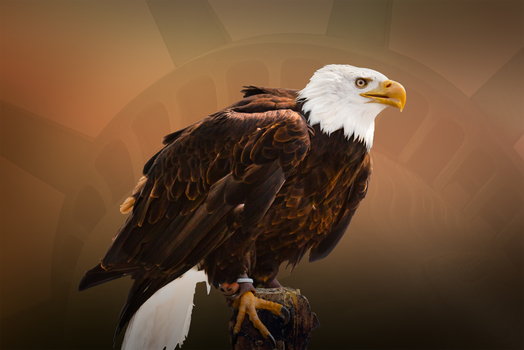 Weißkopfseeadler bearbeitet