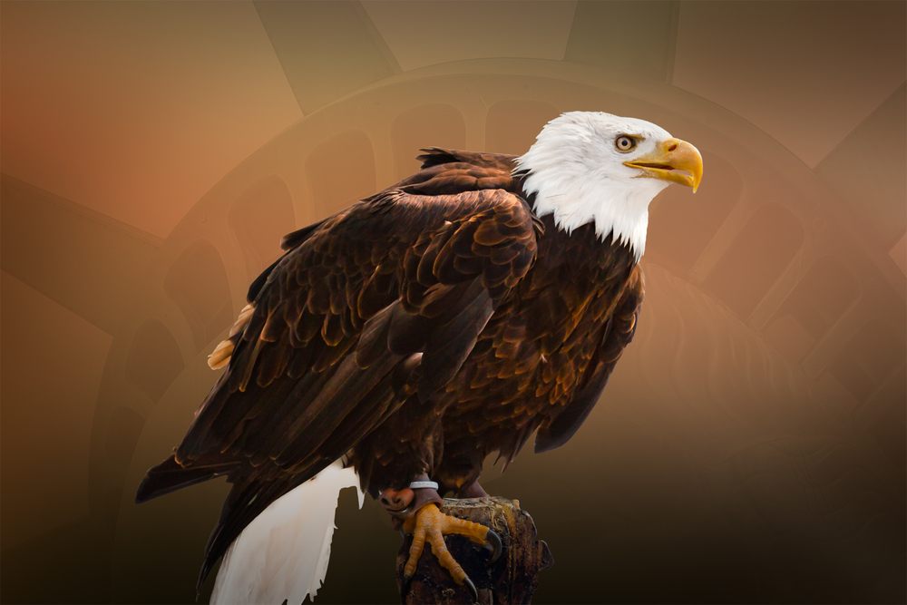 Weißkopfseeadler bearbeitet