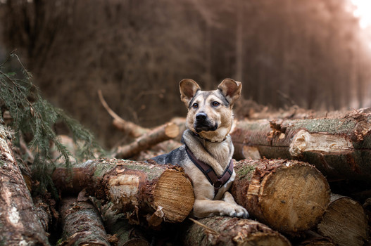 Waldliebe