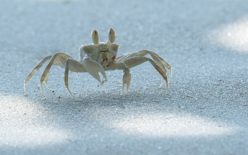 Immer beschäftigt die kleine Krabbe auf Praslin