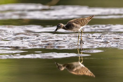 Bruchwasserläufer