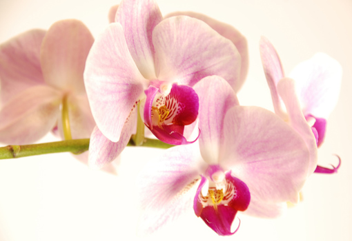 Orchidee
