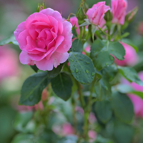 Rose
